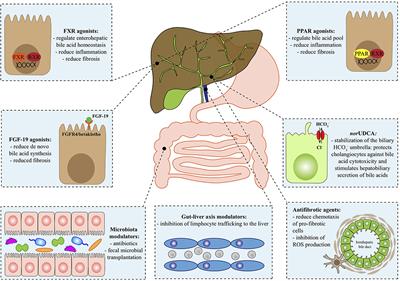 New Therapeutic Targets in Autoimmune Cholangiopathies